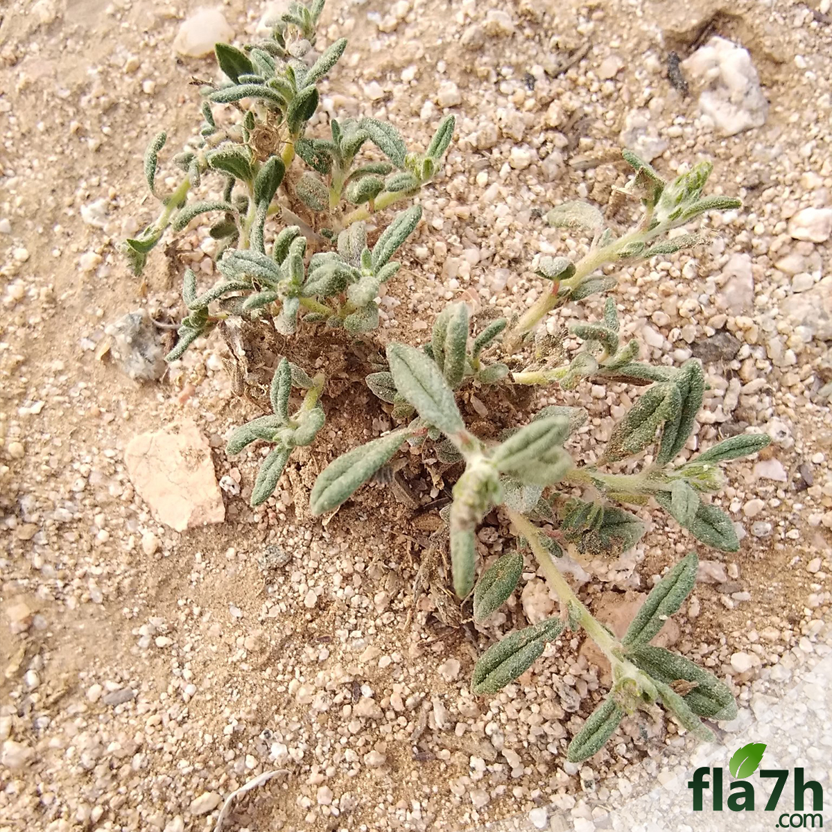 بذور نبات الارقة - الجريد - 100 بذرة - helianthemum salicifolium