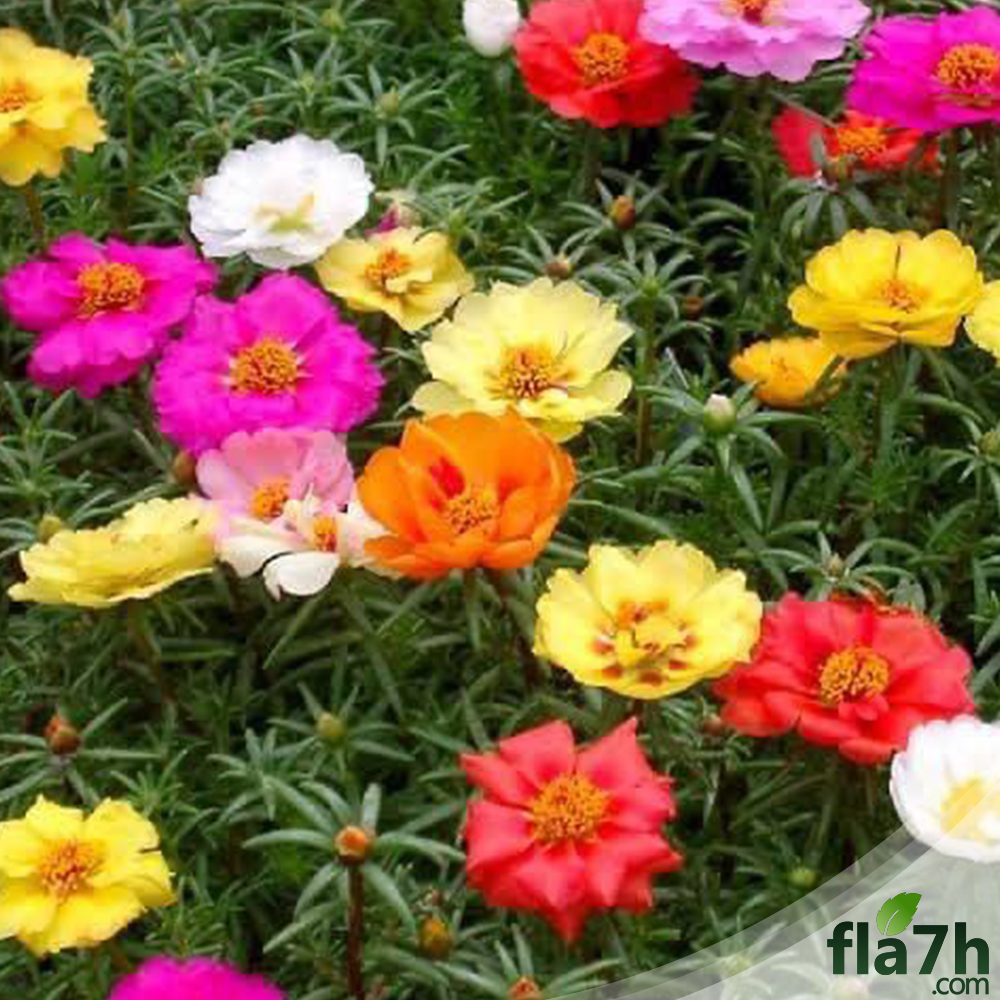 بذور زهرة الرجلة