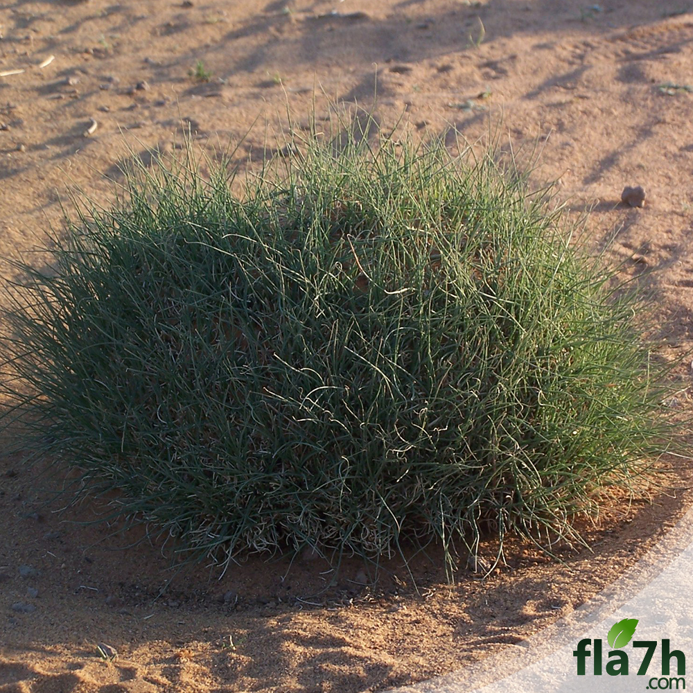 عشبة السخبر