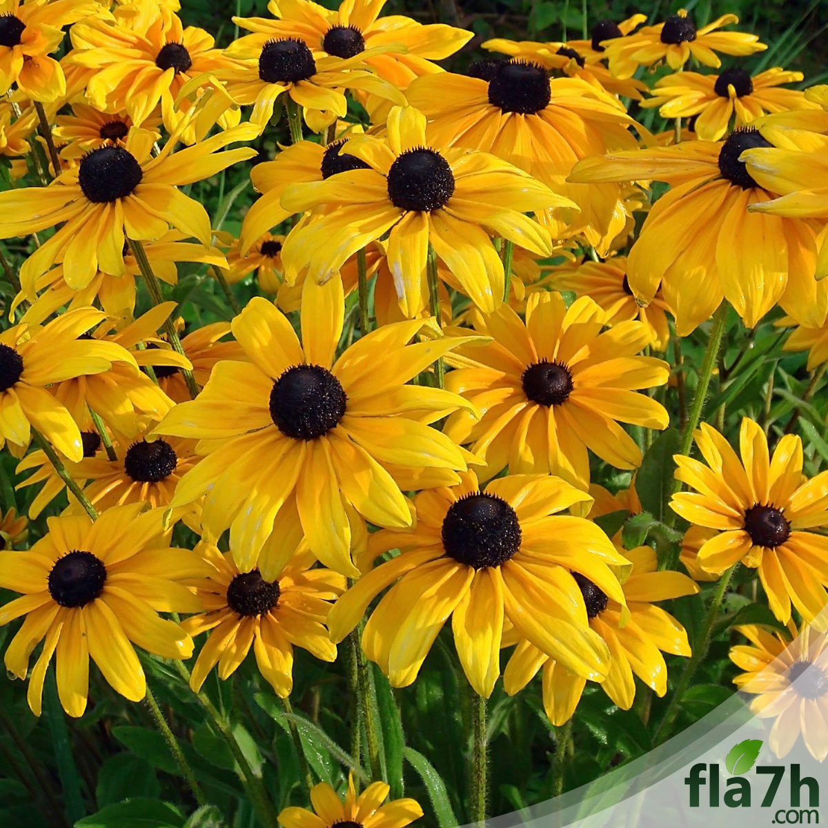 بذور زهور رودبيكيا - 100 بذرة - Rudbeckia hirta