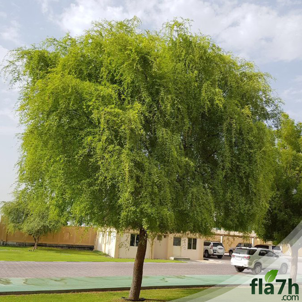 بذور الغاف الخليجي