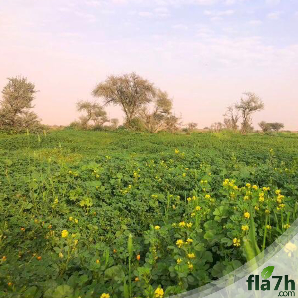 موسم زراعة النفل