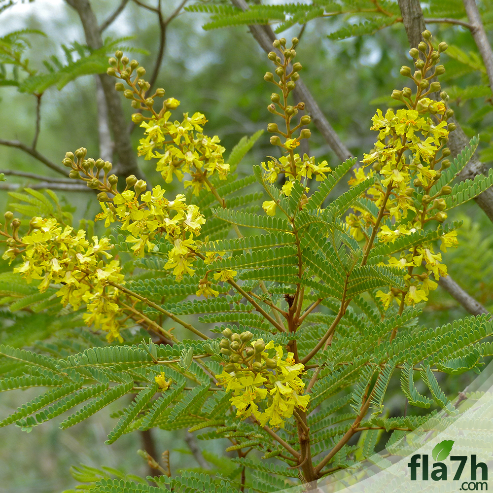 بذور شجرة البلتفورم - البونسيانا الصفراء - 50 بذرة - Peltophorum africanum