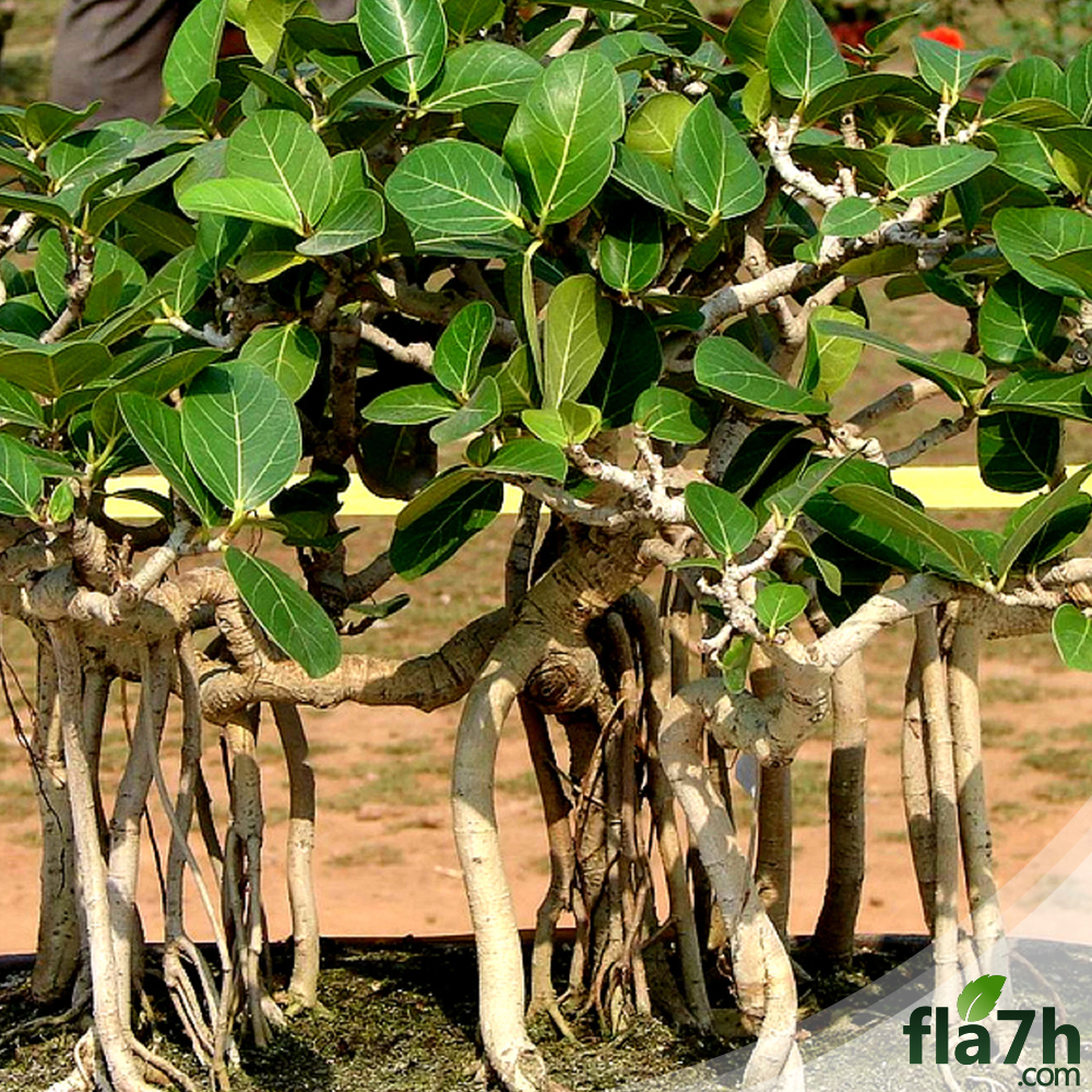 بذور فيكس بنغالي 150 بذرة Ficus benghalensis