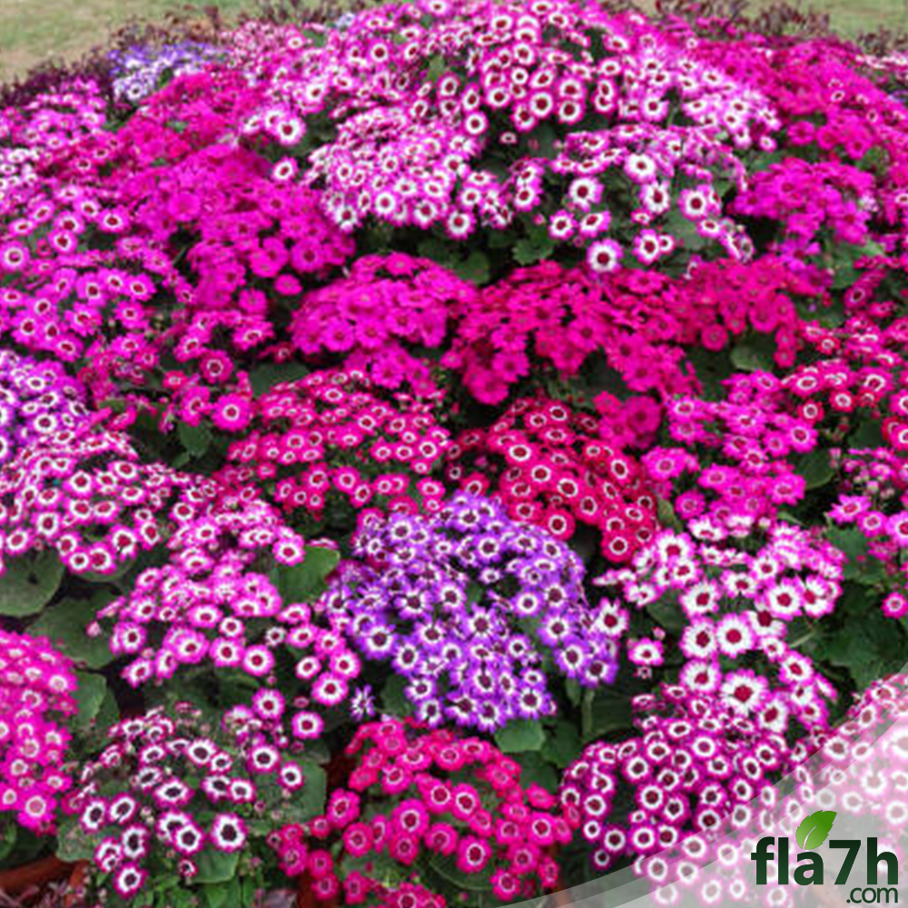 كم سعر زهرة المرمدة