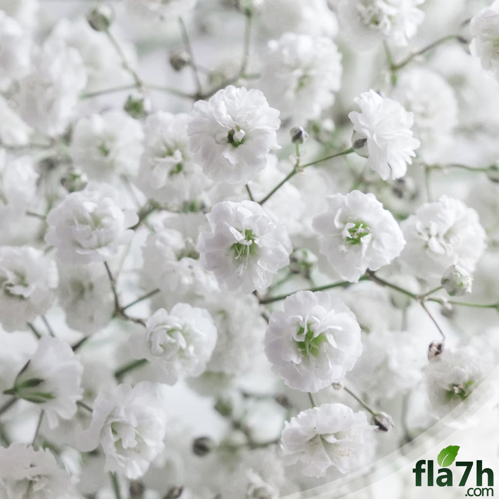 بذور زهور جيبسوفيلا ( الأبيض والوردي ) 70 بذرة - gypsophila