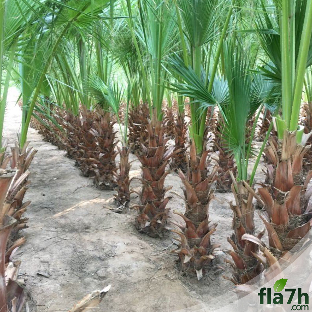 نخيل واشنطونيا 50 بذرة  - Washingtonia