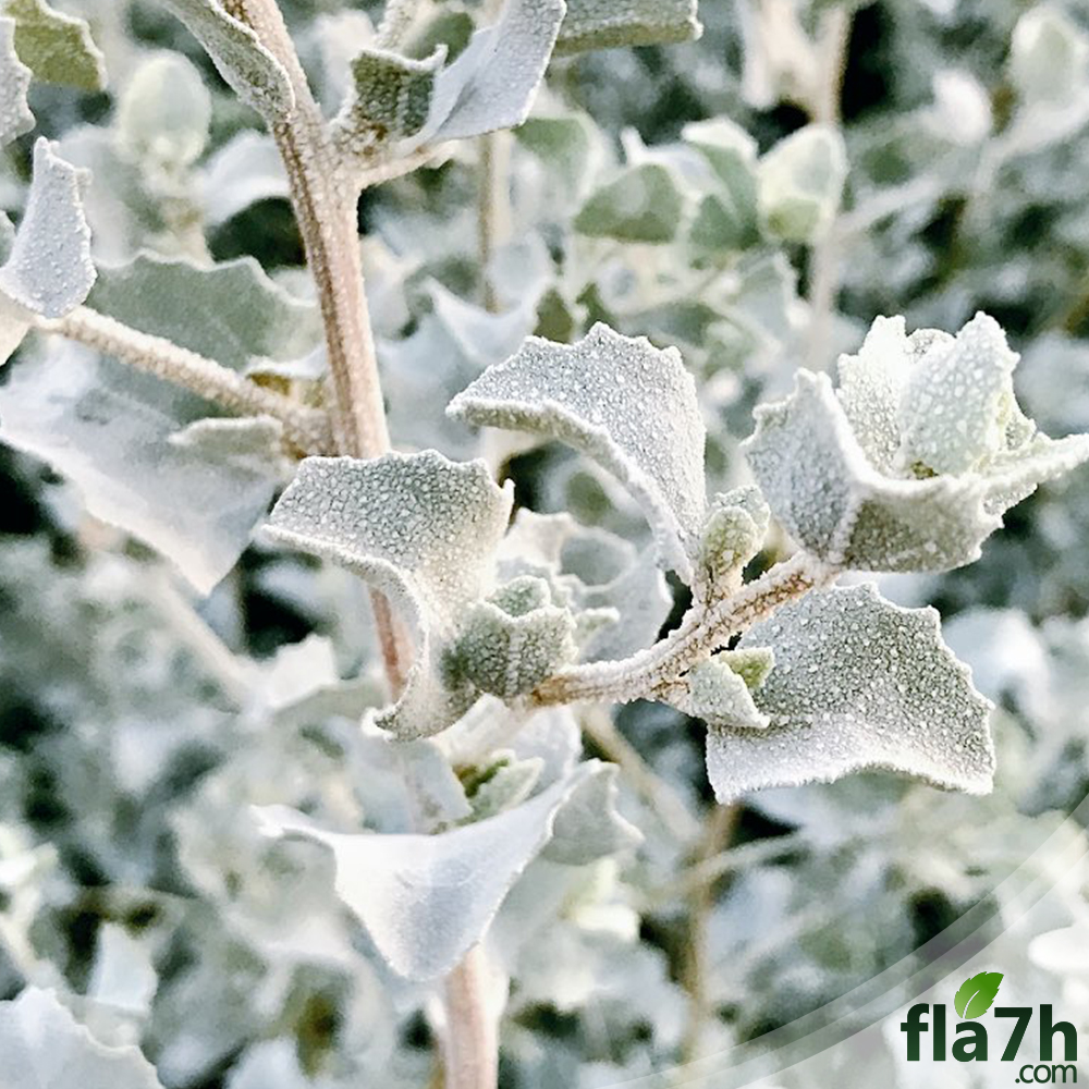 نبات الرغل