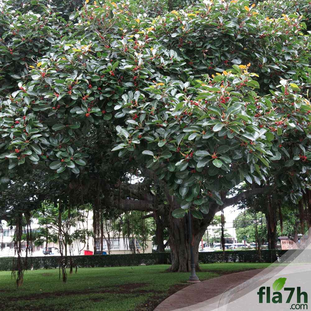 بذور فيكس بنغالي 150 بذرة Ficus benghalensis