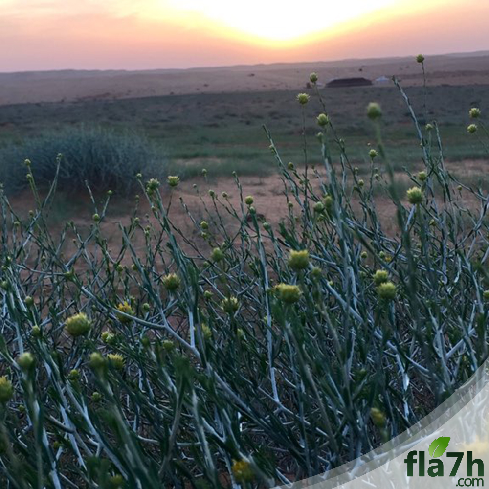 العرفج