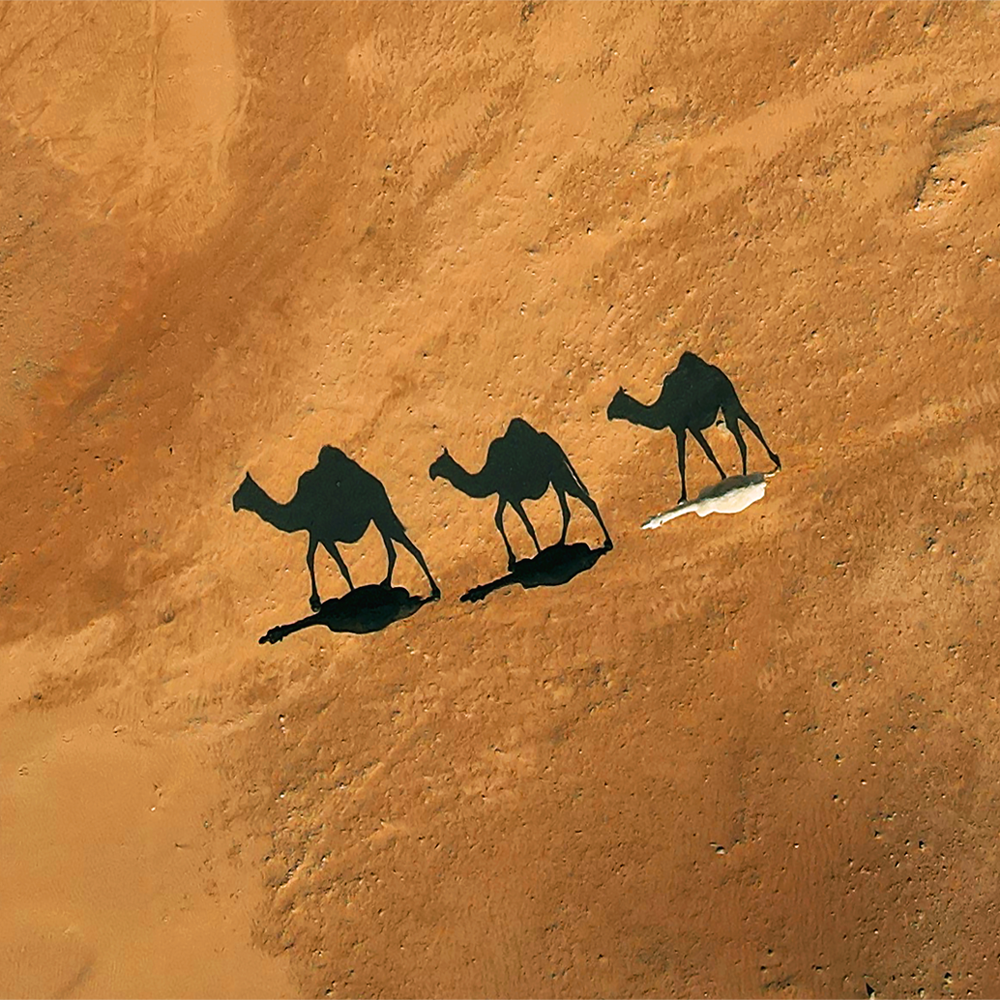 محفظة جِمالة