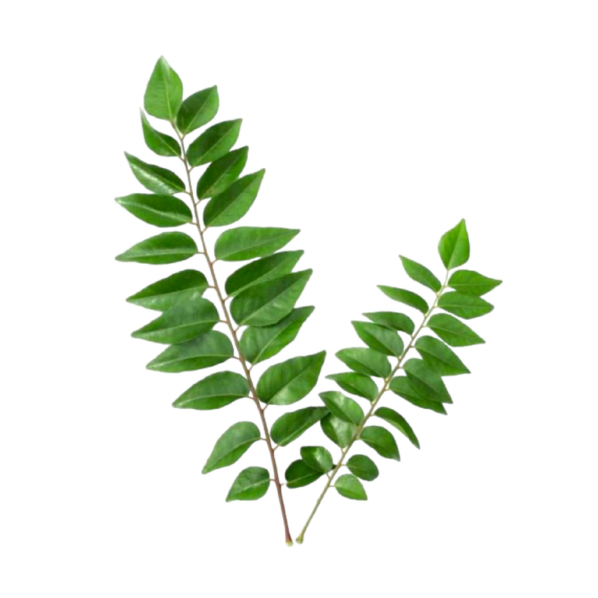  ورق الغار رزمه 