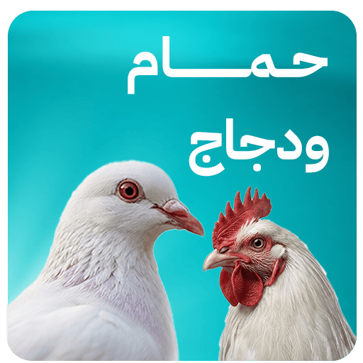 حمام ودجاج