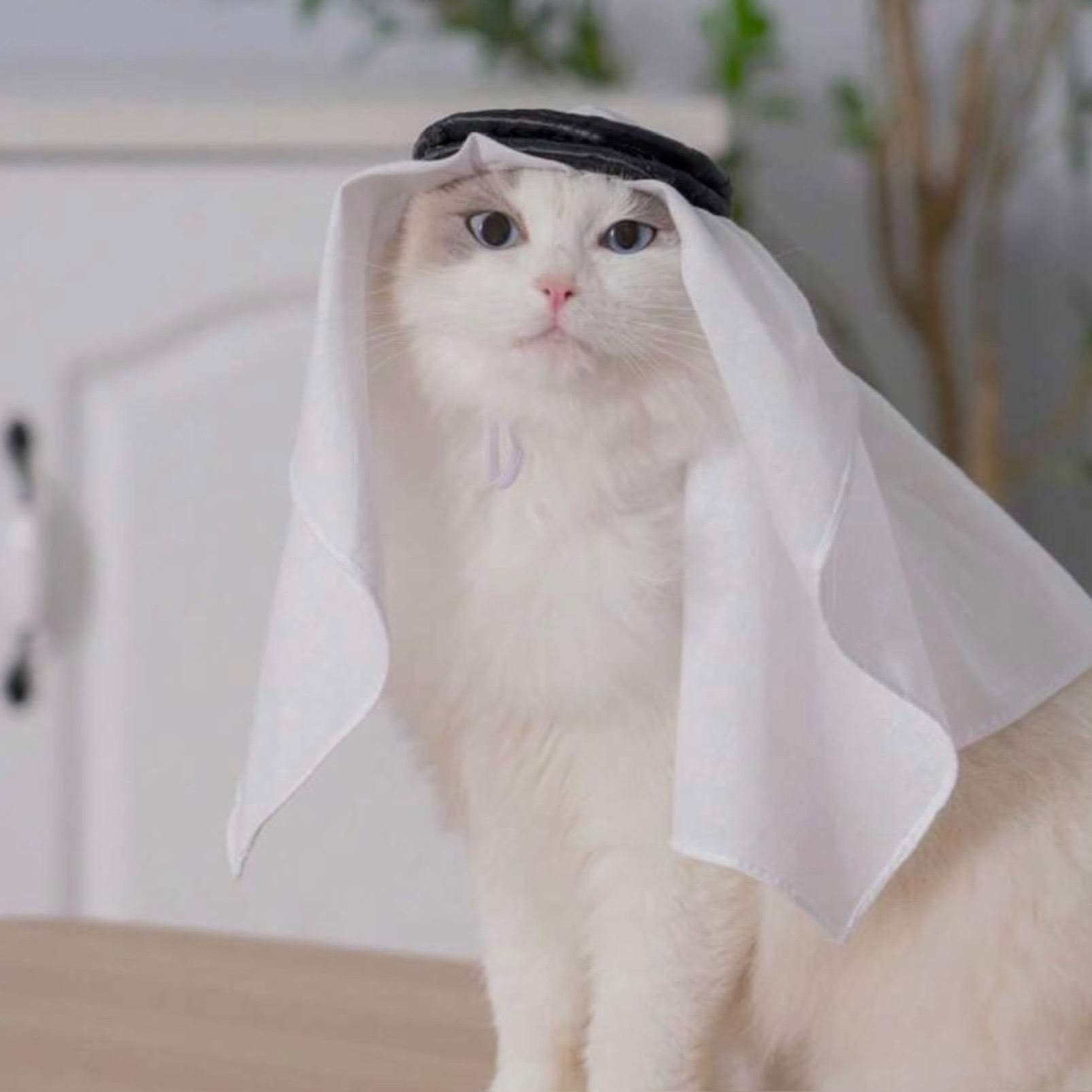 شماغ مع عقال انيق للقطط