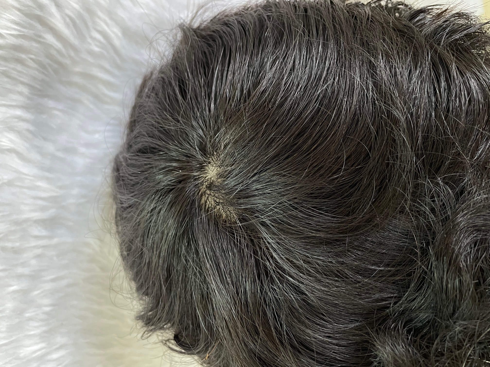 باروكة ميشا 6 انش جذور دانتيل أمامية 100% شعر طبيعي برازيلي المصدر .