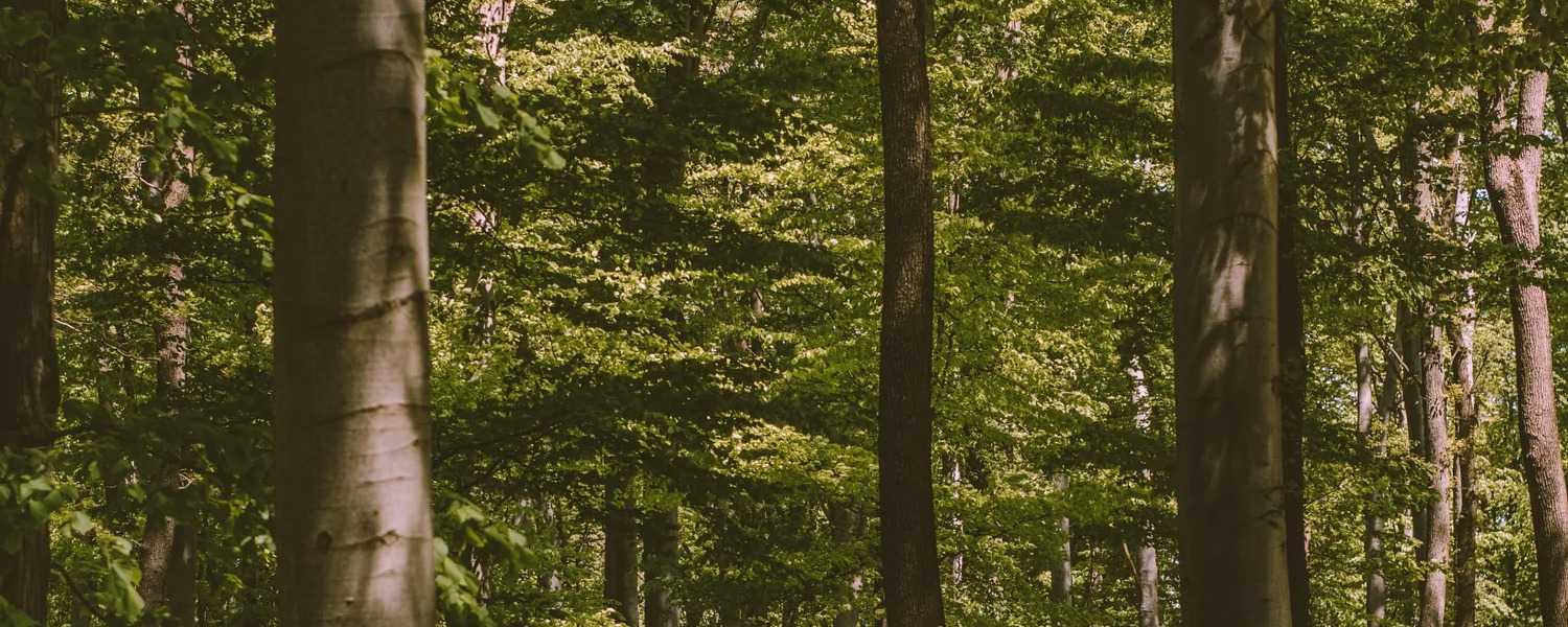 Sourced From The European Forests
