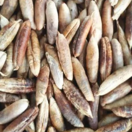 هدايا