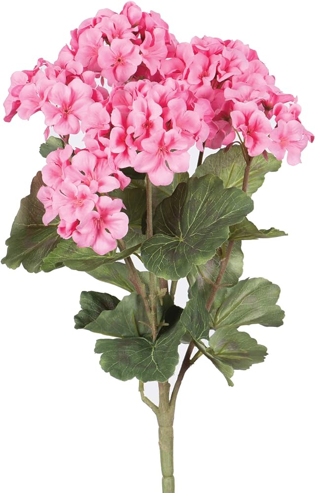 ابرة الراعي