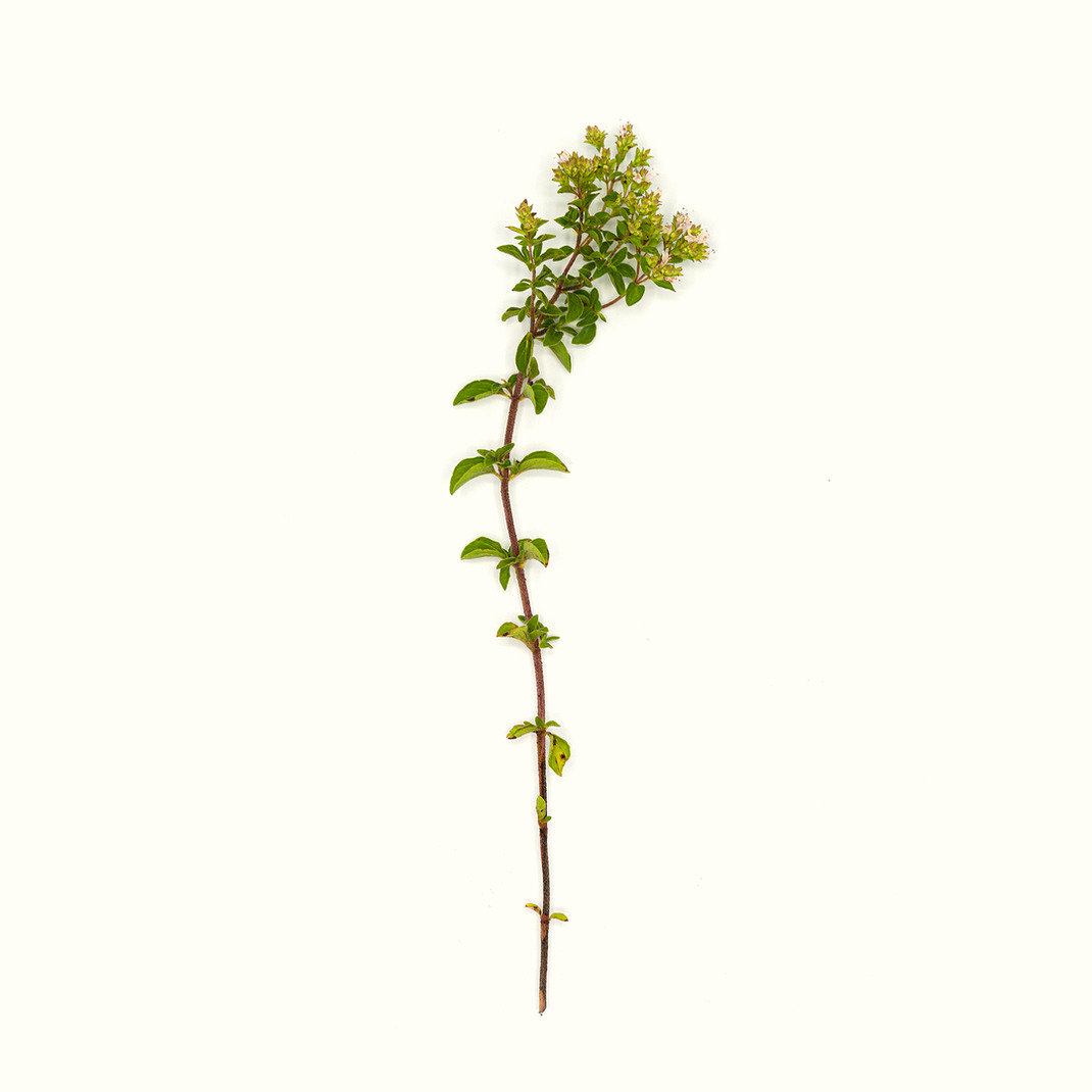 ماء مقطر (أورينتال روست) 