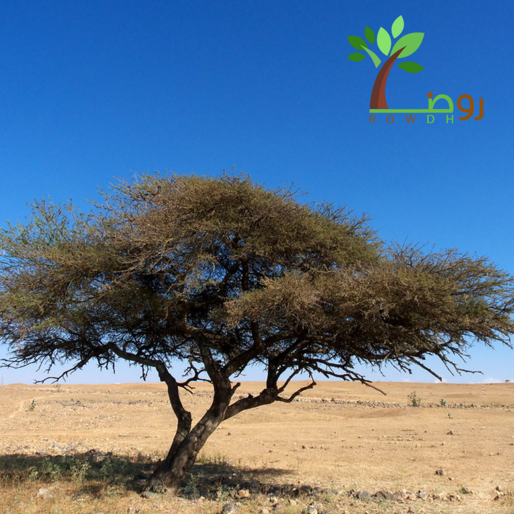 بذور السمر