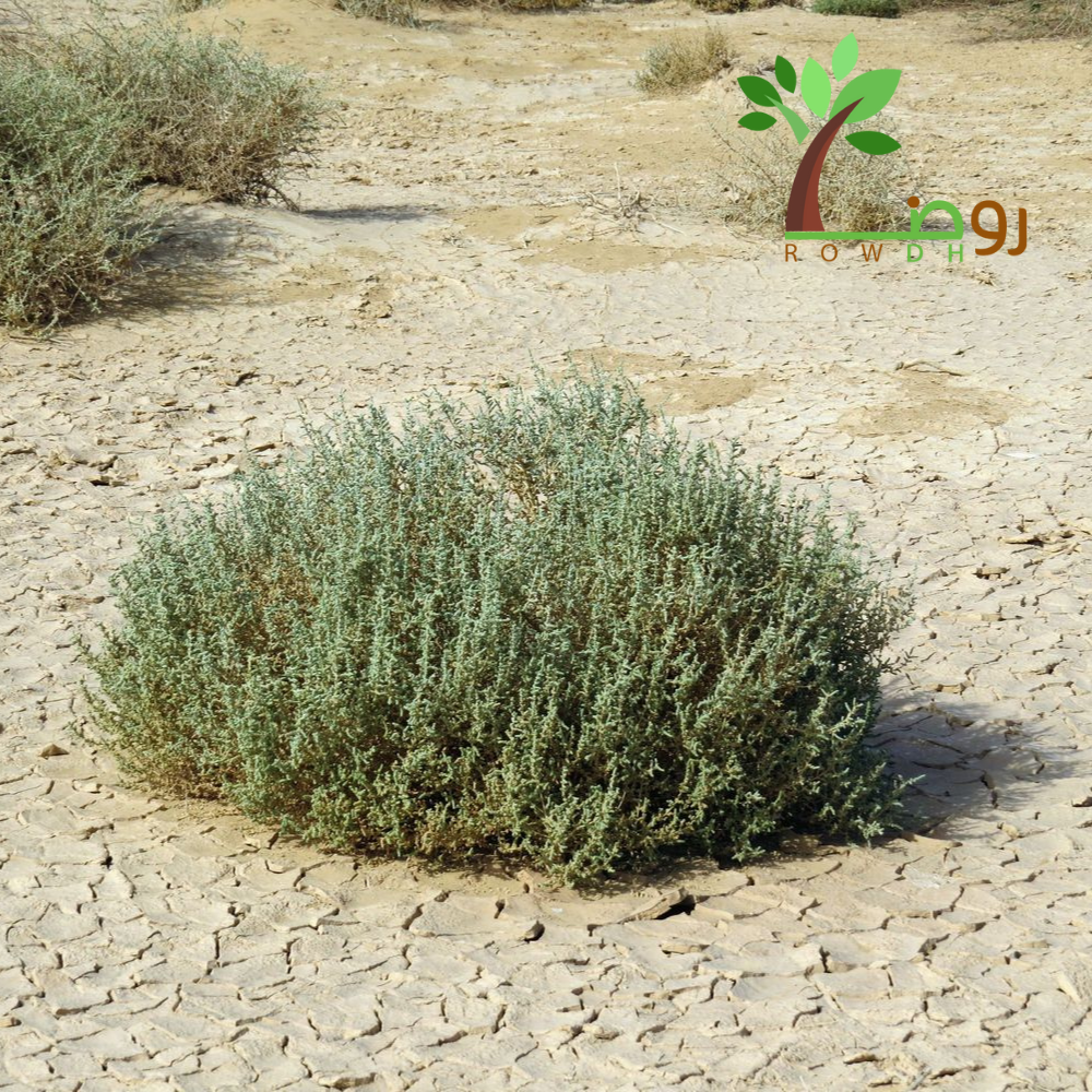 بذور الفرس