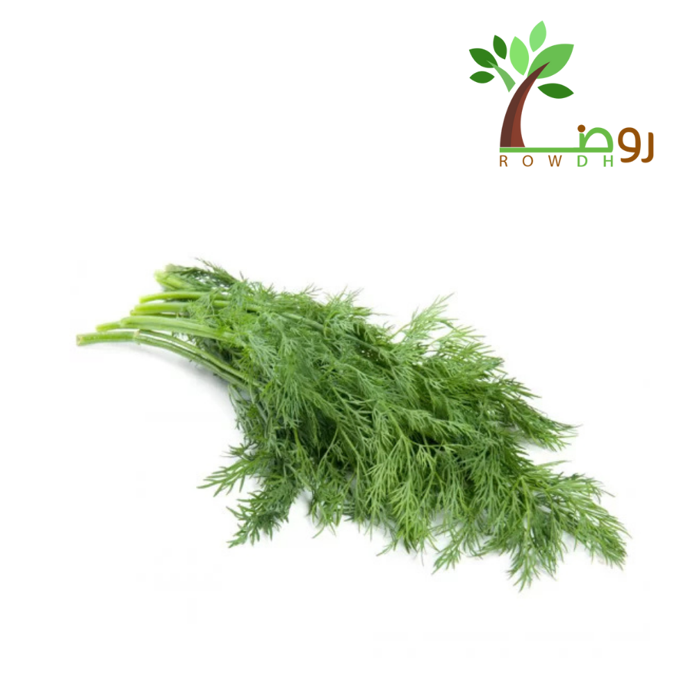 بذور الشبث