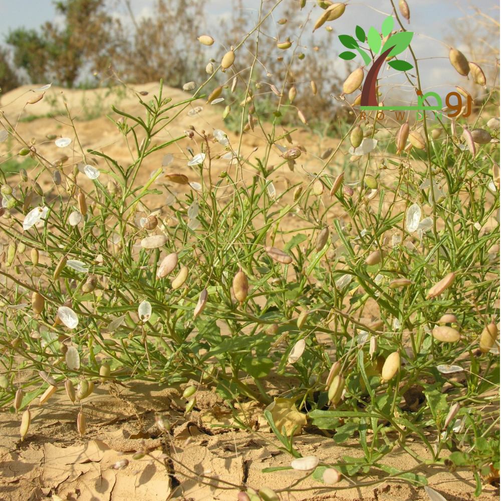 بذور القليقلان