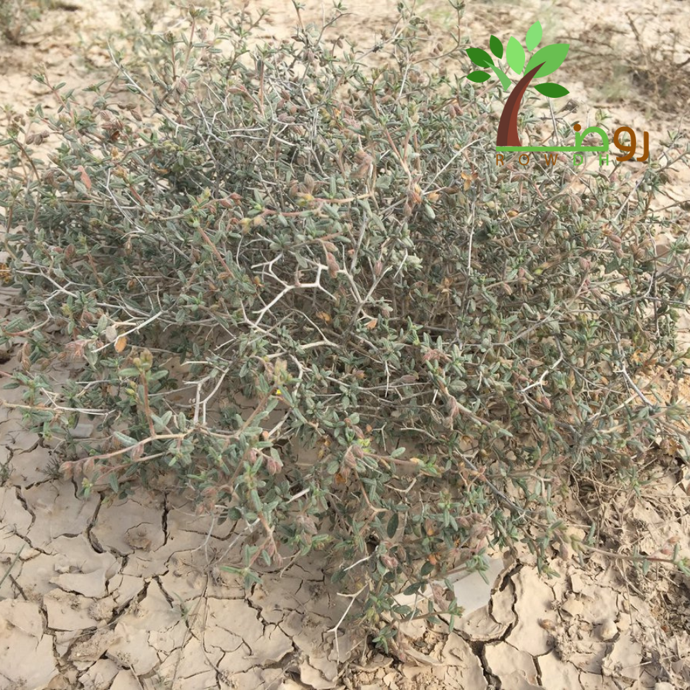 بذور الرقروق