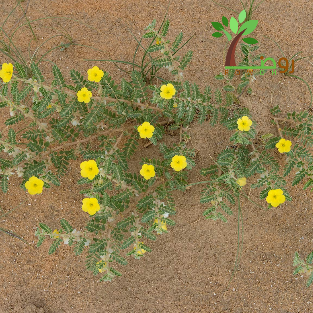 بذور الزهرة الصفراء