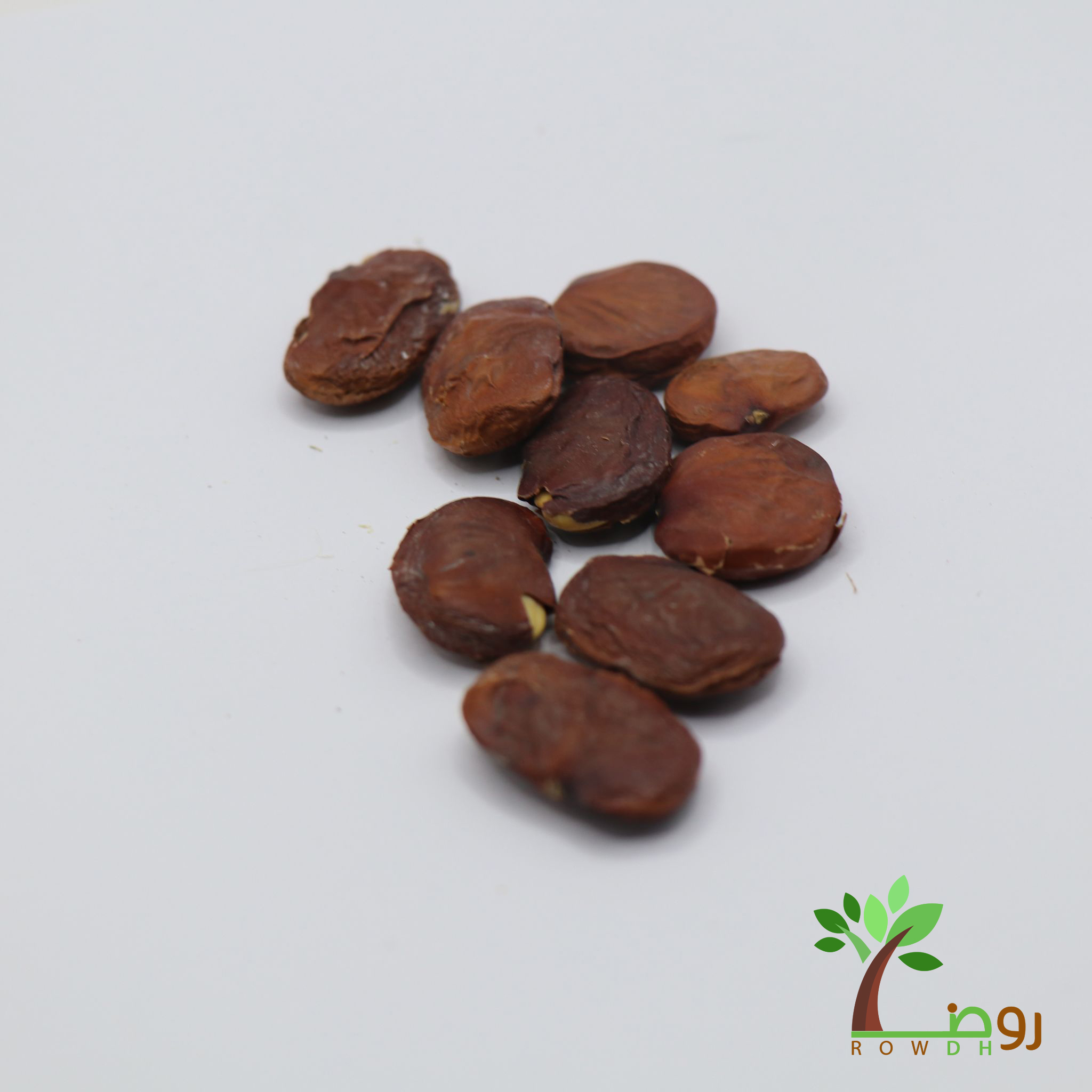 ‫بذور شجرة البونجاميا