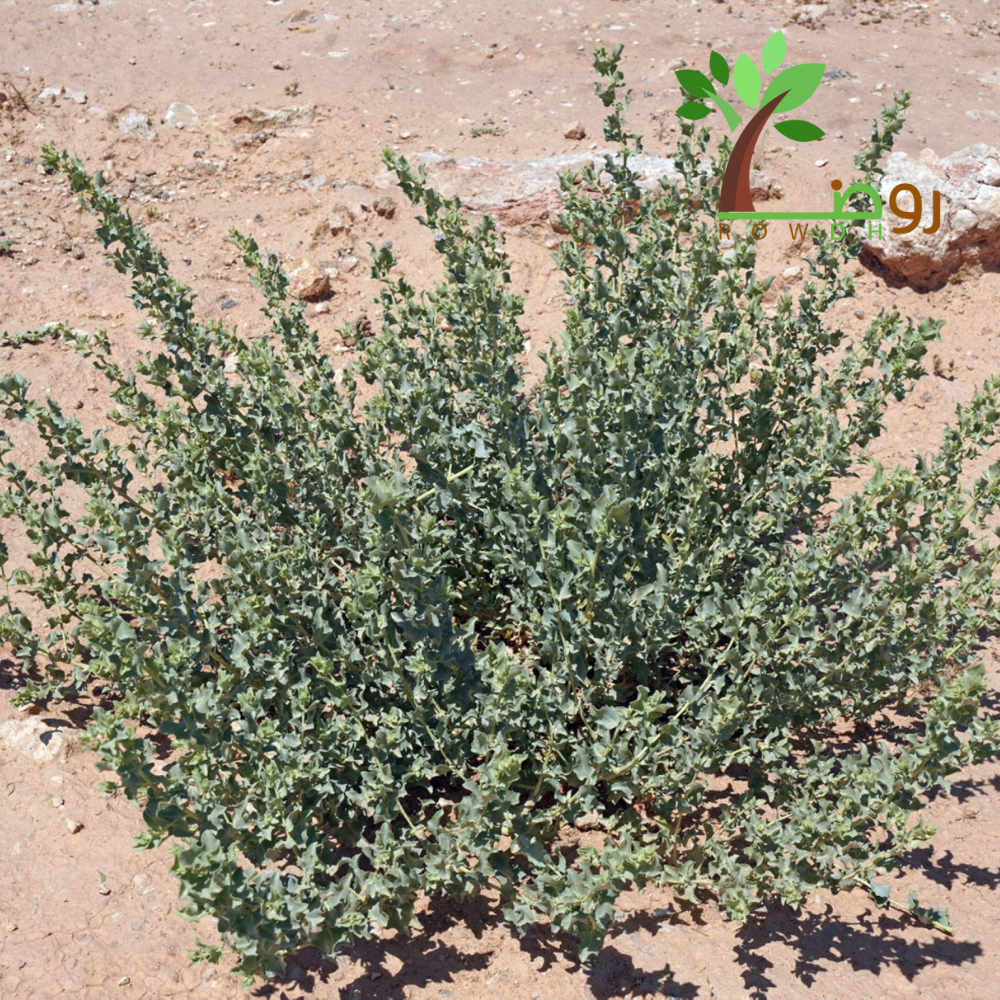 بذور الرغل