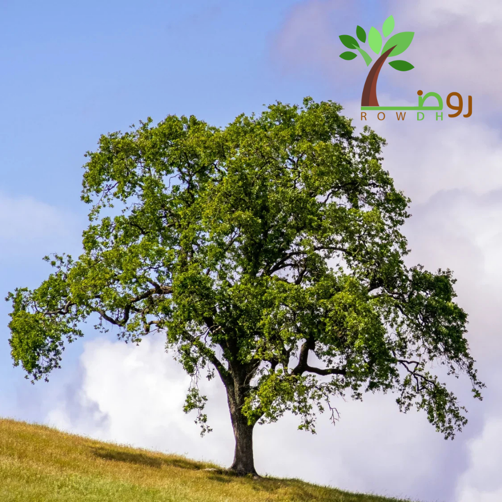 بذور البلوط أو السنديان
