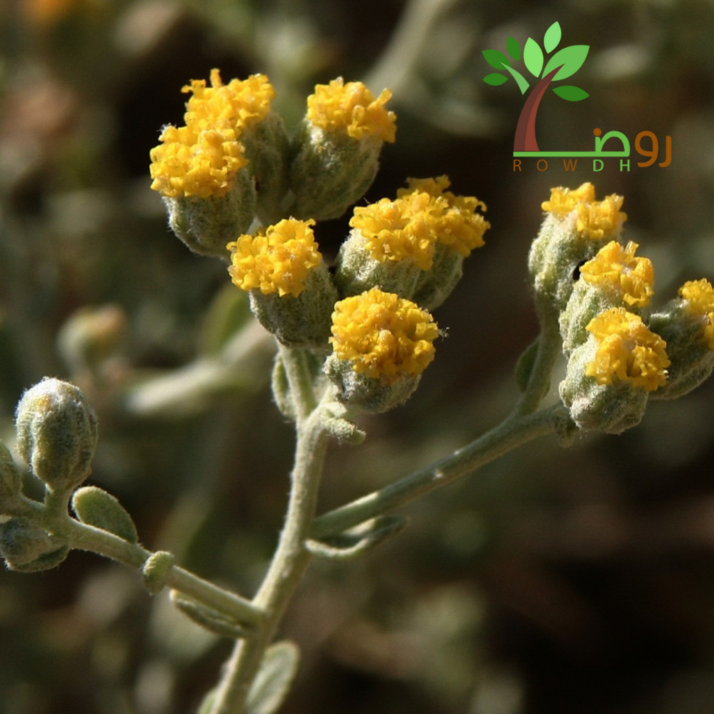 بذور القيصوم
