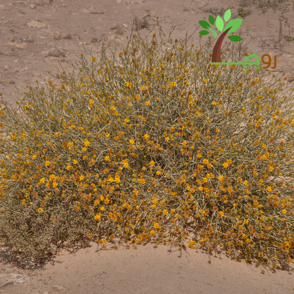 بذور العرفج