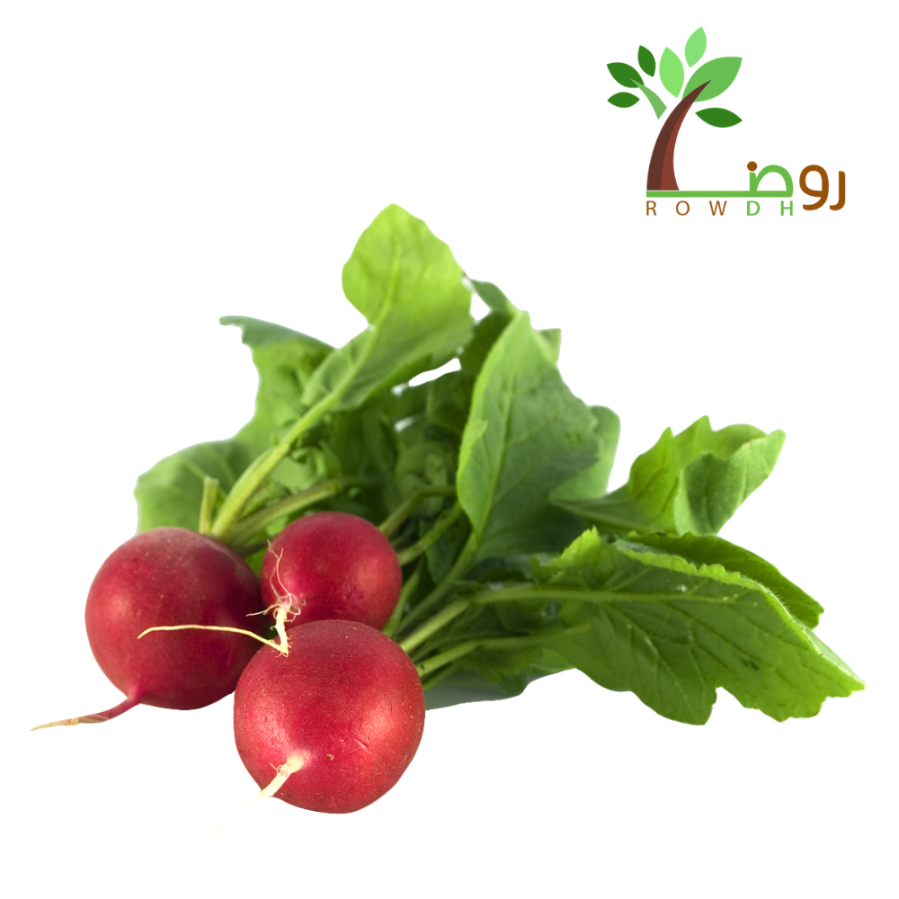 بذور الفجل الأحمر 