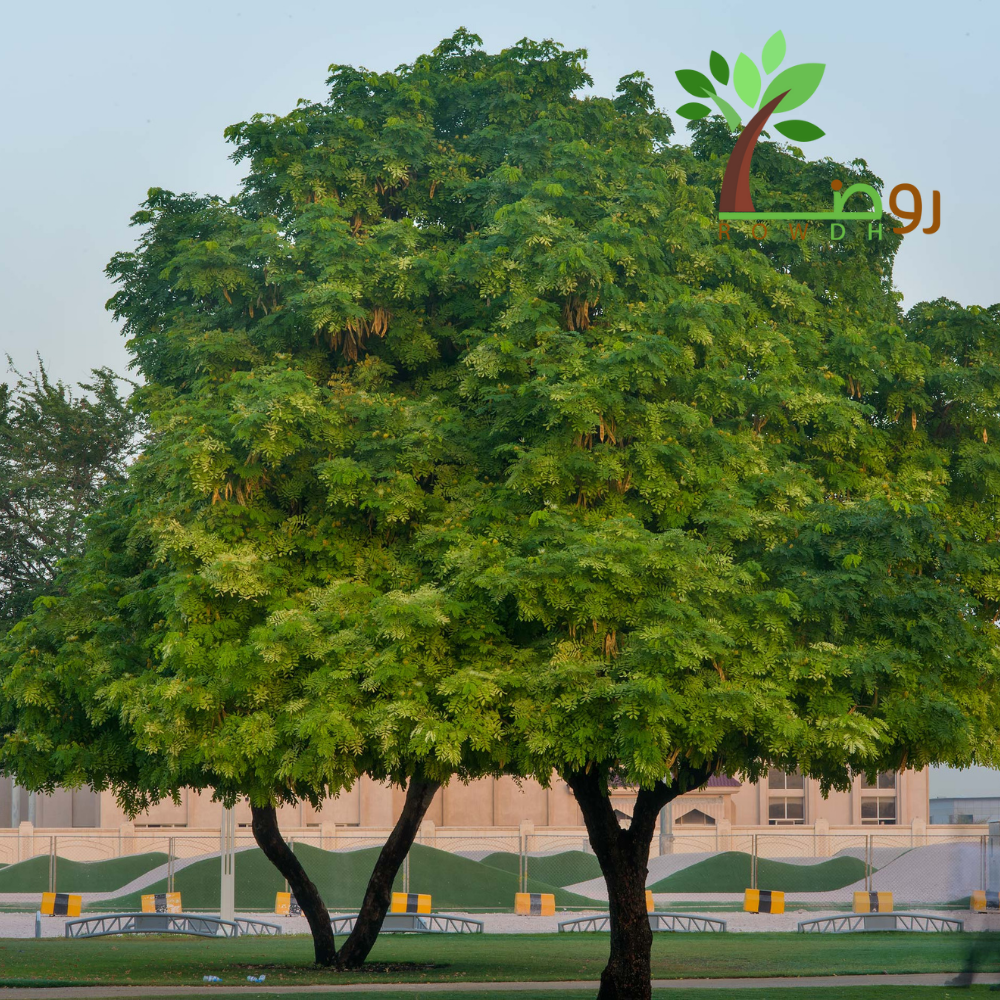 بذور شجرة اللبخ