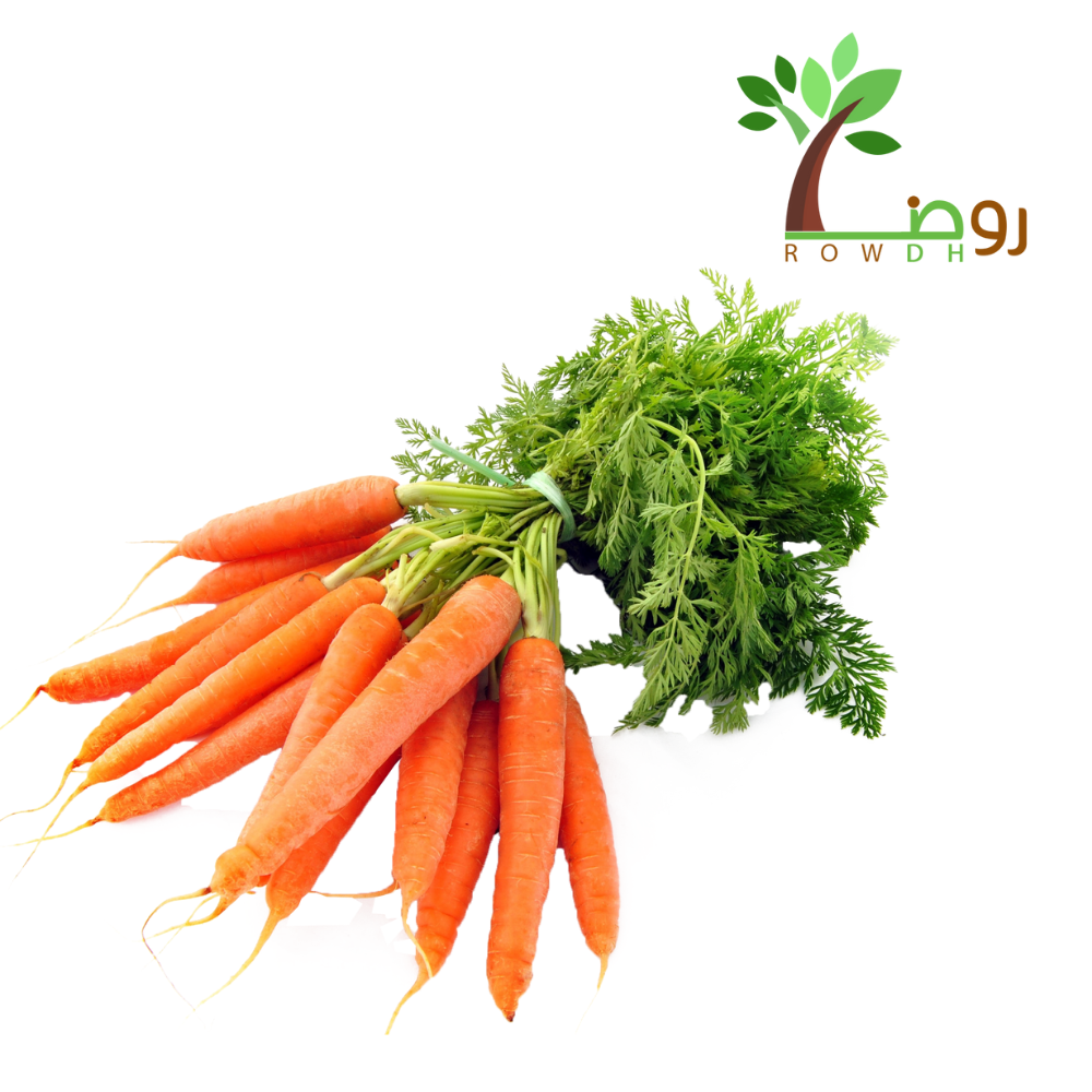 بذور الجزر 