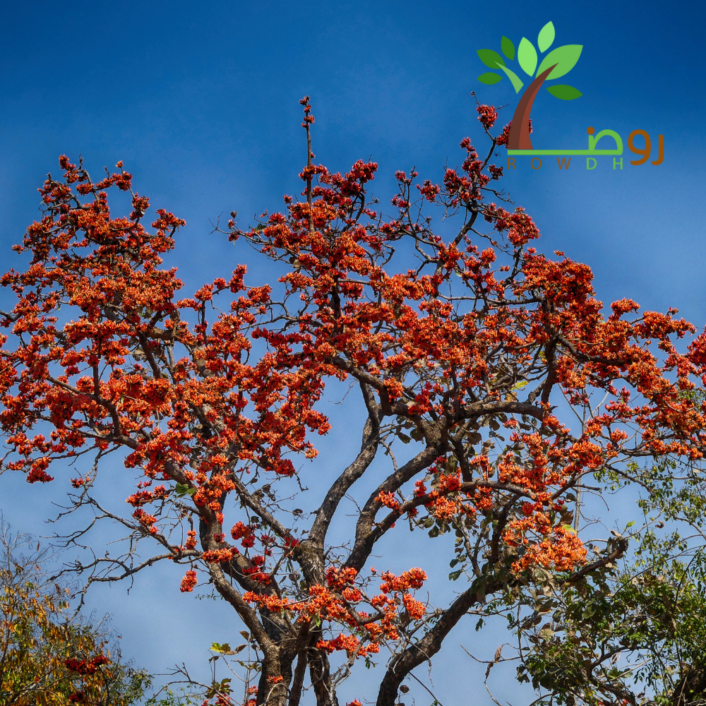 بذور شجرة البوتيا