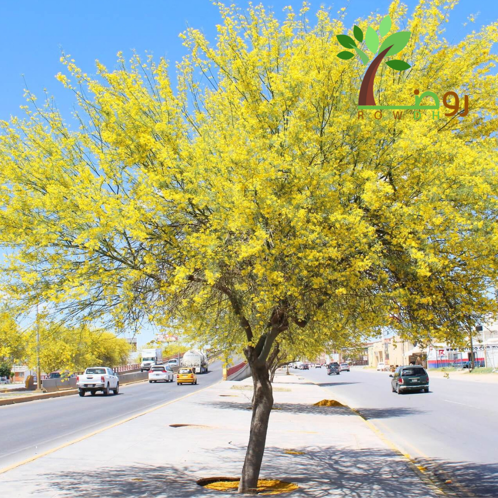 بذور شجرة الباركسونيا