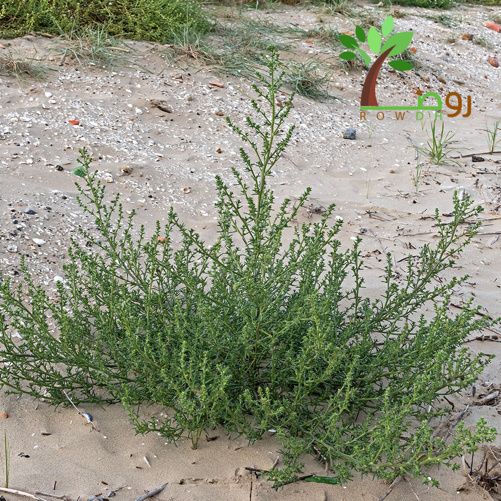 بذور الروثه