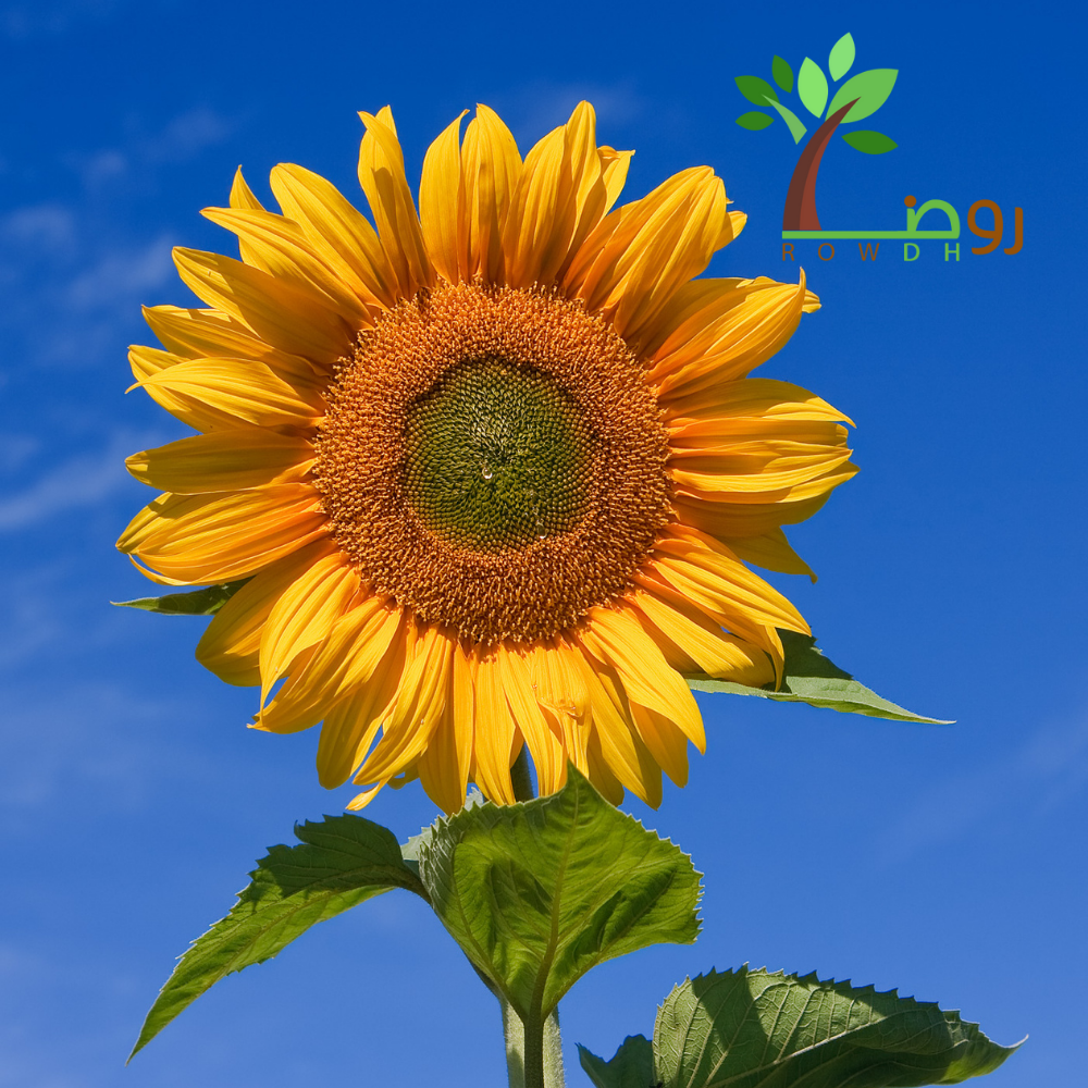 بذور دوار الشمس اسود