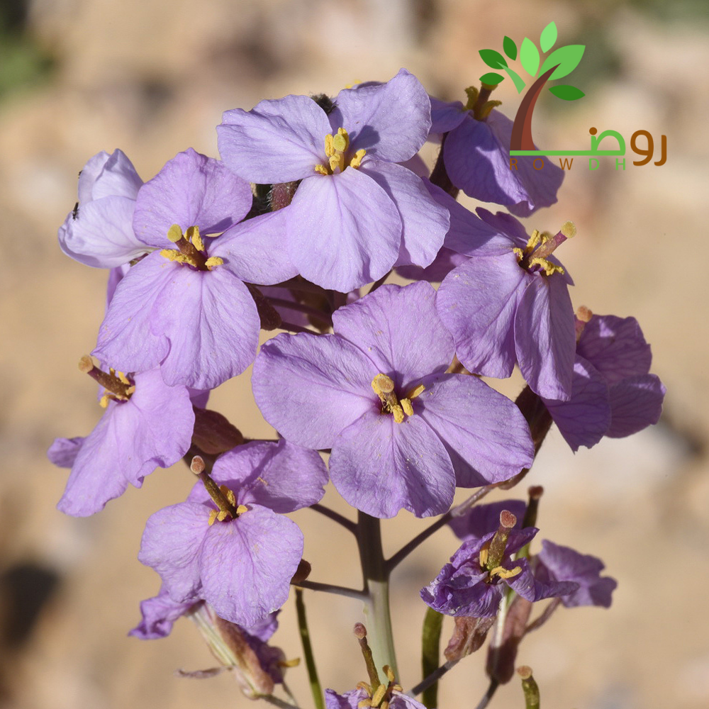 بذور اليهق
