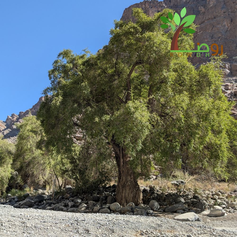 بذور السدر البلدي