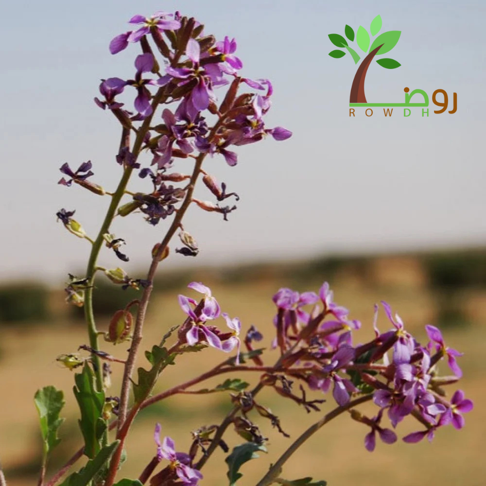 بذور الخزامى البري