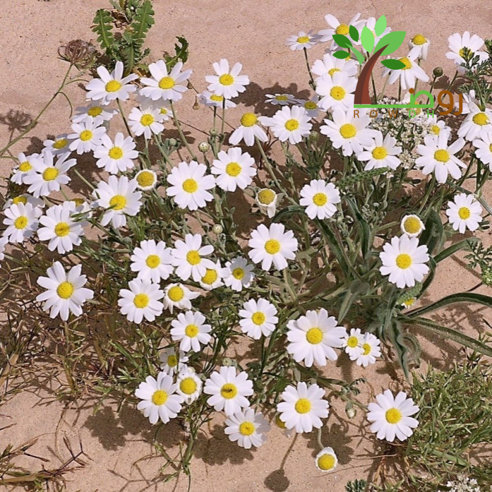 بذور الاقحوان البري