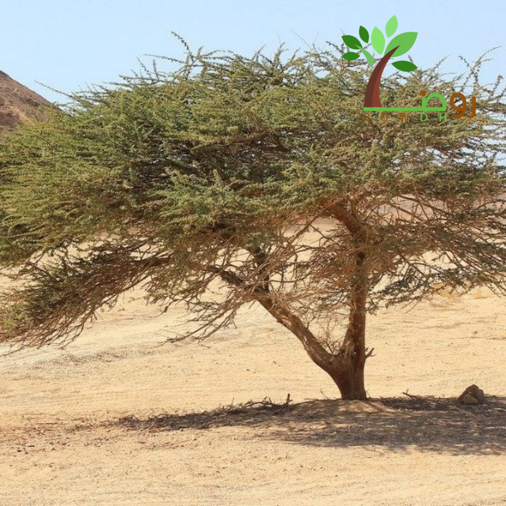 بذور الطلح النجدي 