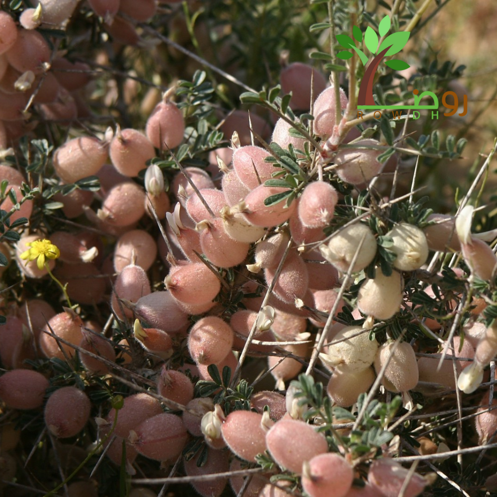 بذور القتاد