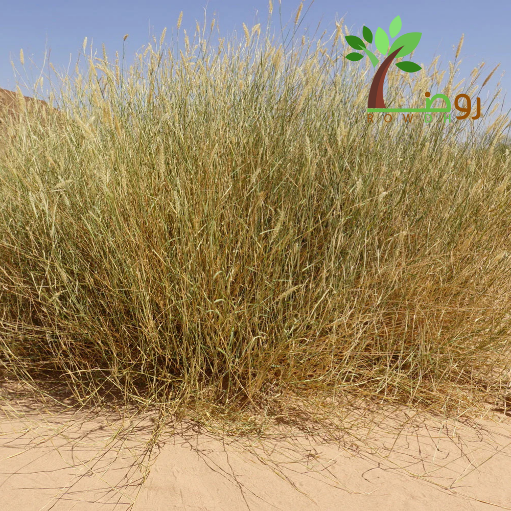 بذور الثيموم 
