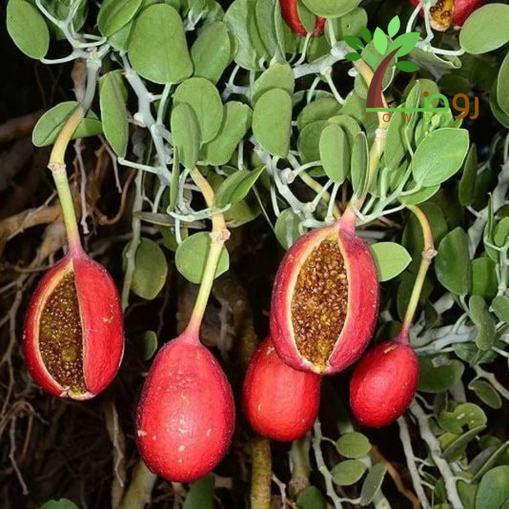 بذور الشفلح