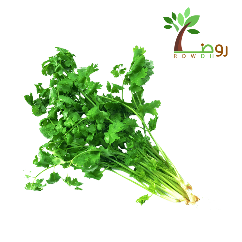 بذور الكزبرة